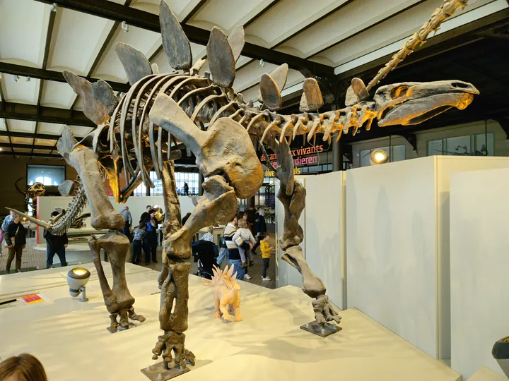 Natural History Museum (Royal Belgian Institute of Natural Sciences) Brussels (Belgium)